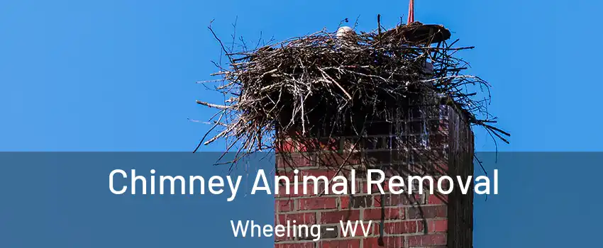 Chimney Animal Removal Wheeling - WV