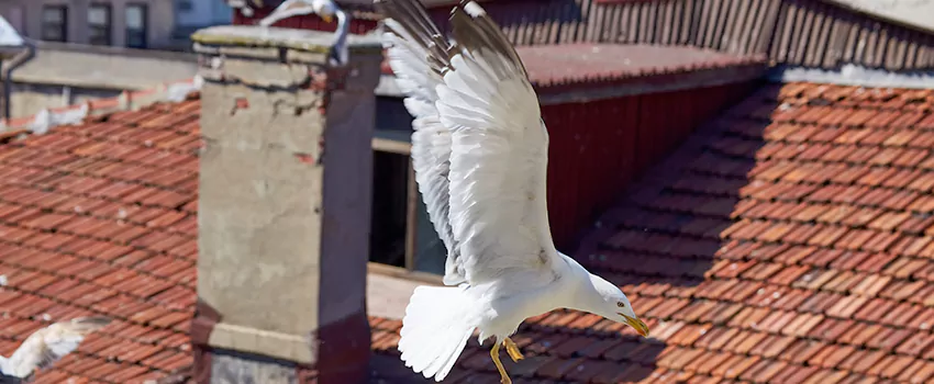 Residential Chimney Animal Removal Solution in Wheeling, WV