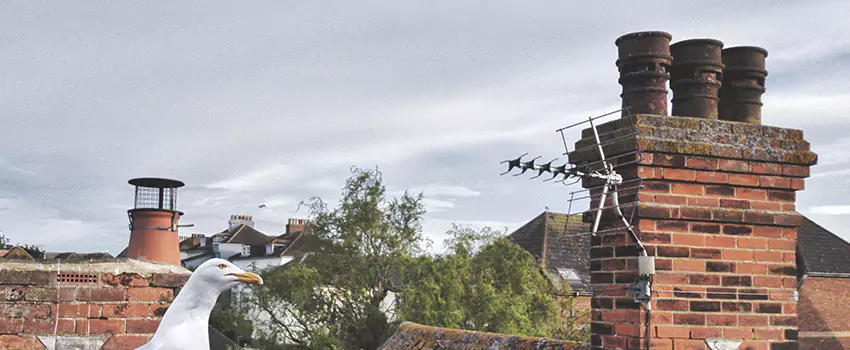 Chimney Cleaning And Restoration in Wheeling, West Virginia
